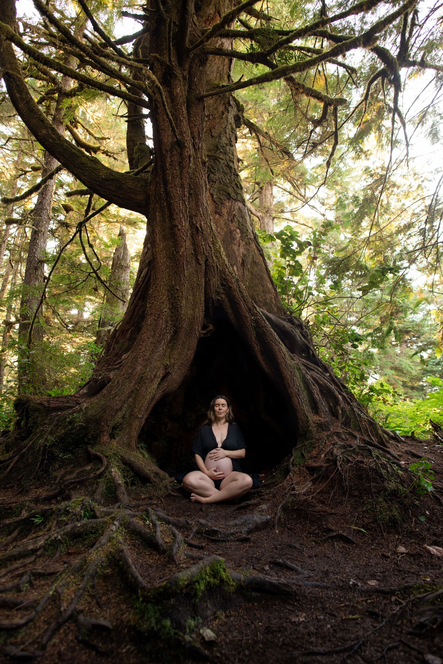 Person sitting peacefully inside hollow tree trunk in ancient forest.