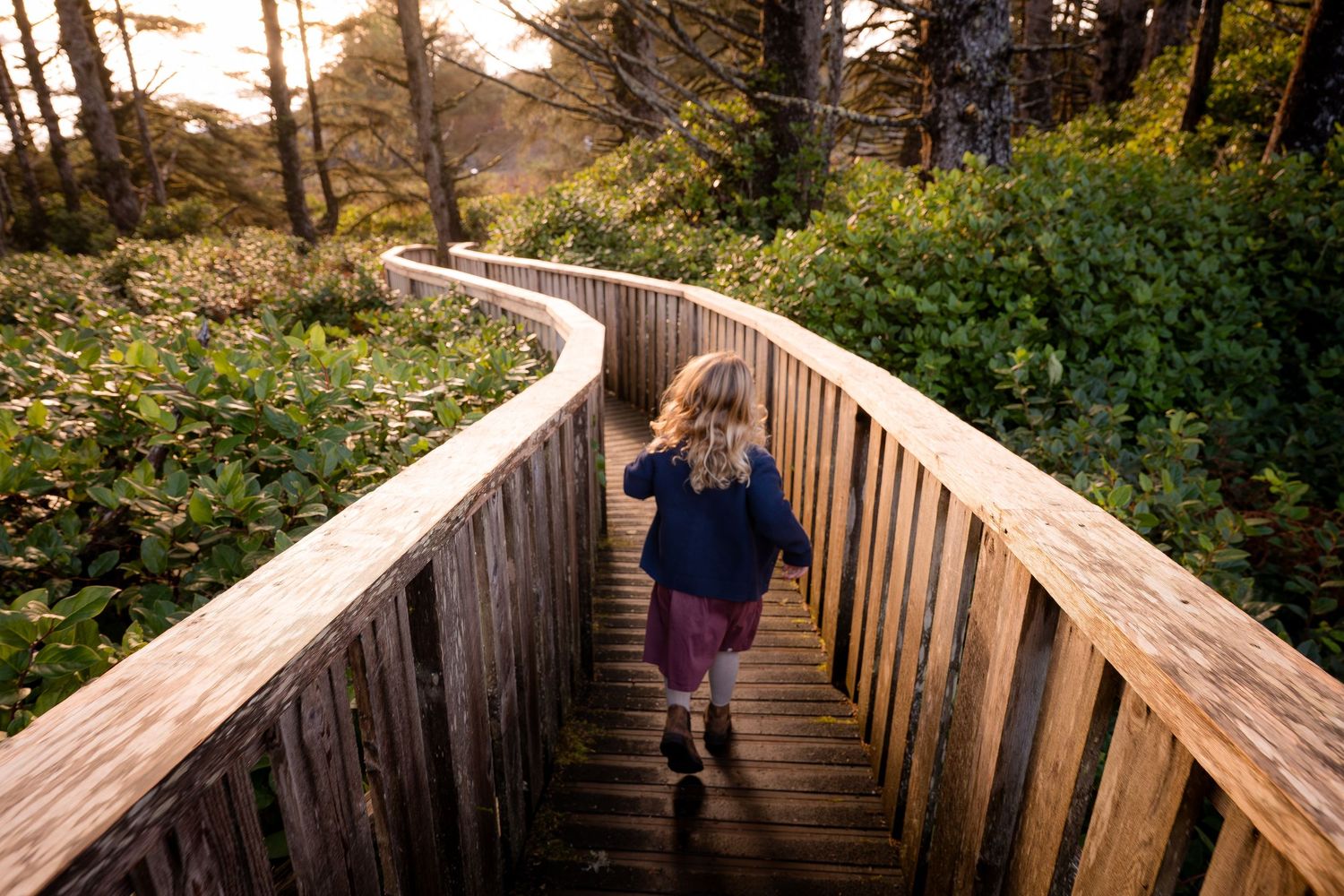 Wooden boardwalk winding through lush coastal forest landscape.