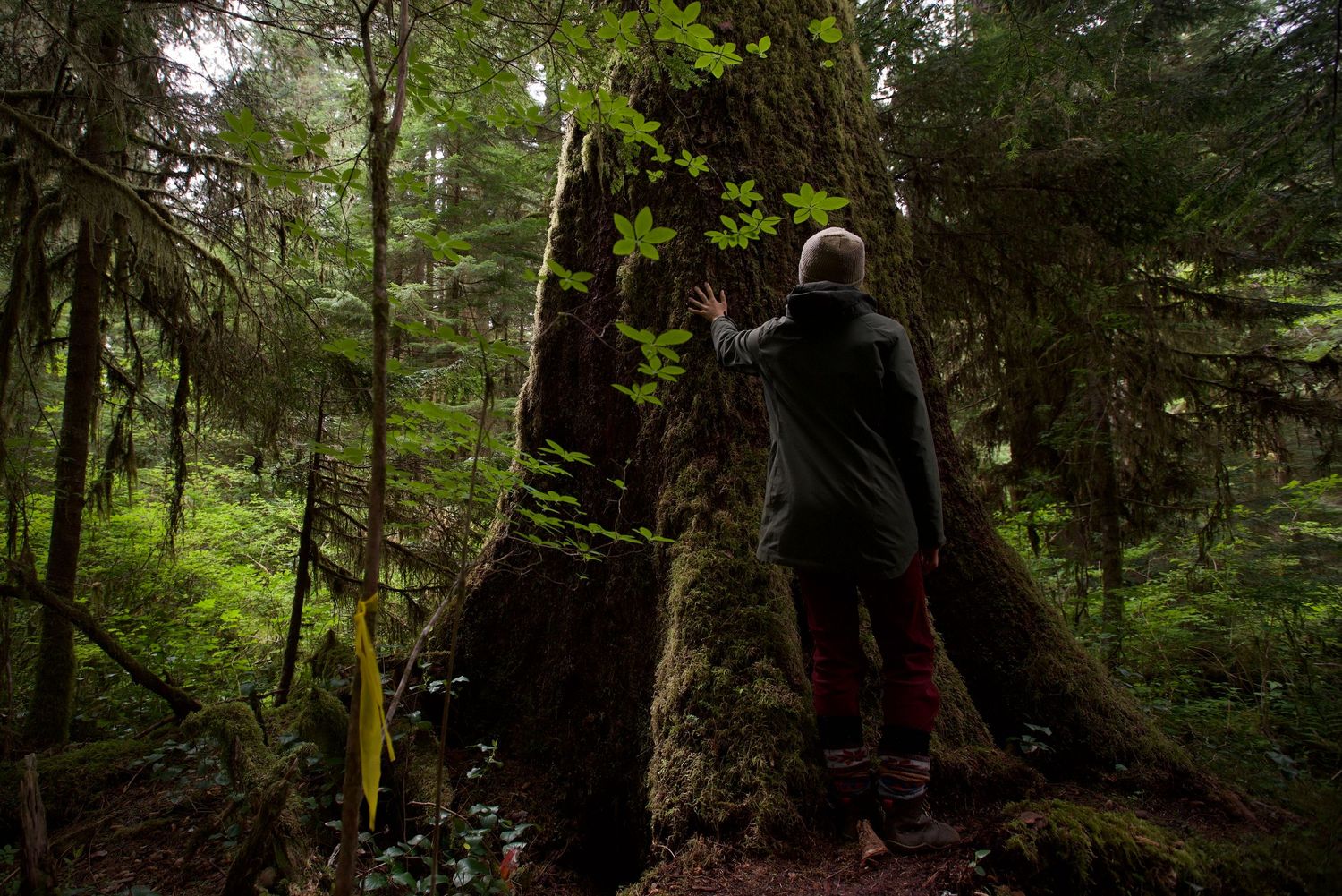 Fairy Creek blockade. Tall evergreen trees tower over a gathering in a dense forest setting.