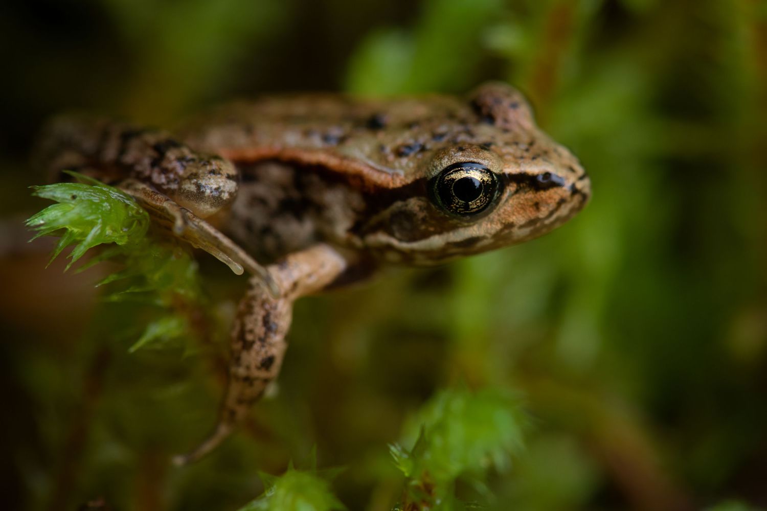 Small brown frog camouflaged among green foliage in macro photography sequence.