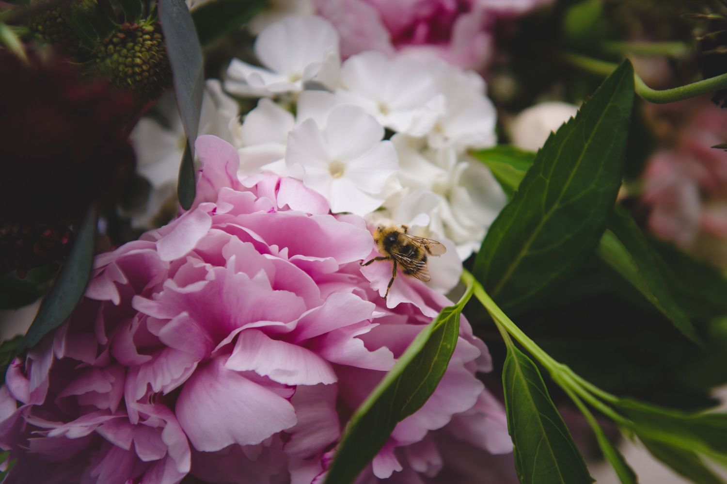 Close-up of delicate pink and white hydrangea flowers with green leaves in natural light.