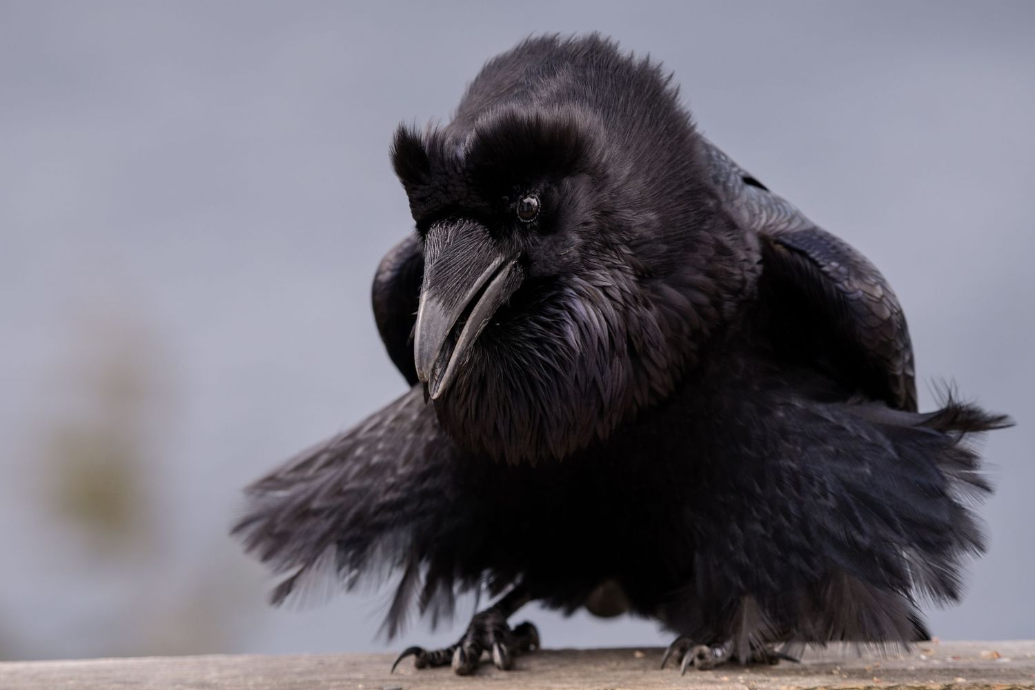 Series of black raven portraits showing detailed feathers and beak.