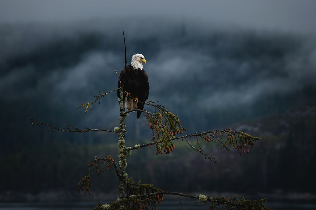 Majestic bald eagle sitting on branch against stormy gray sky.