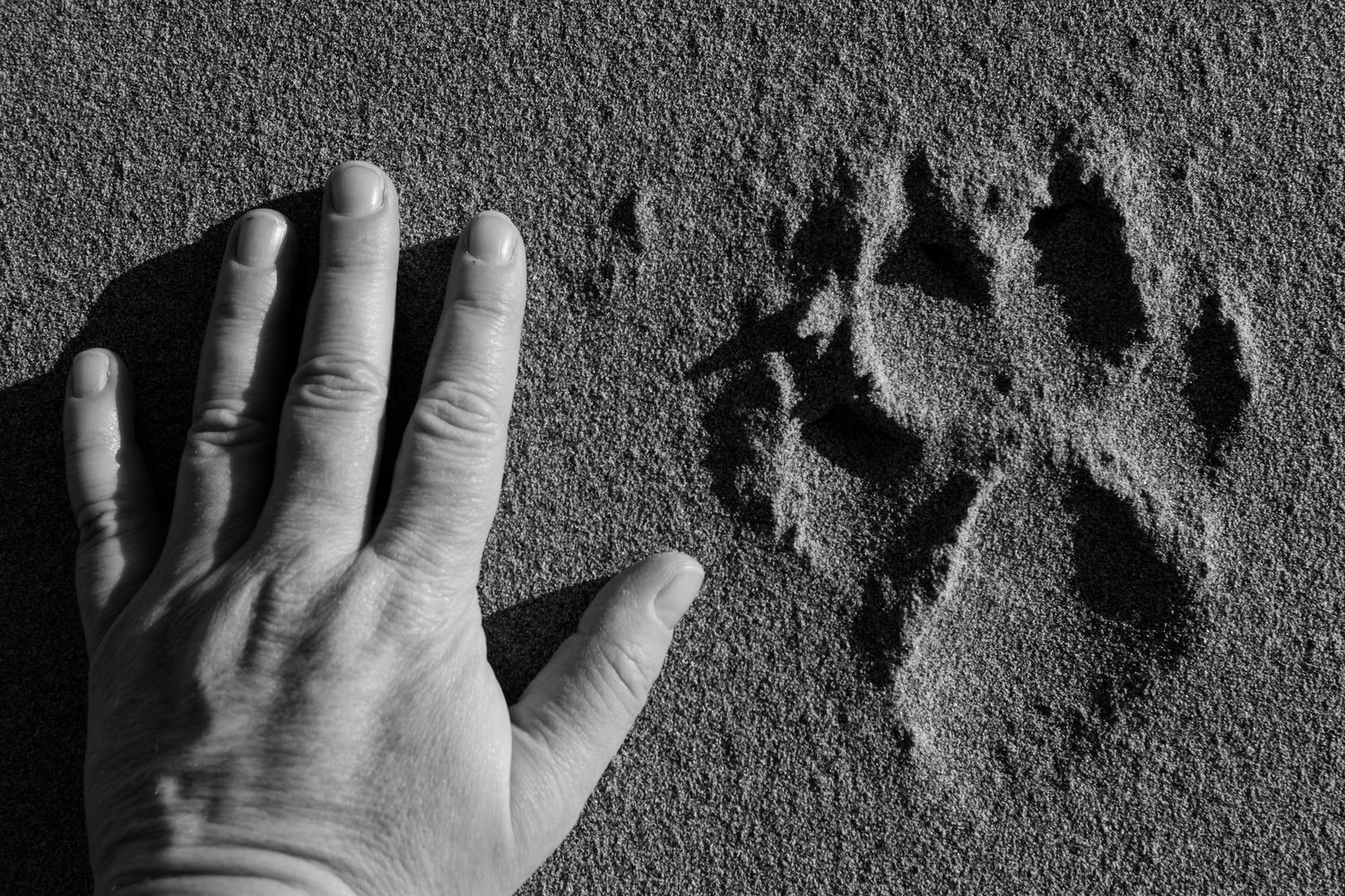 A close-up view of handprints and footprints pressed into gray concrete or cement surface.