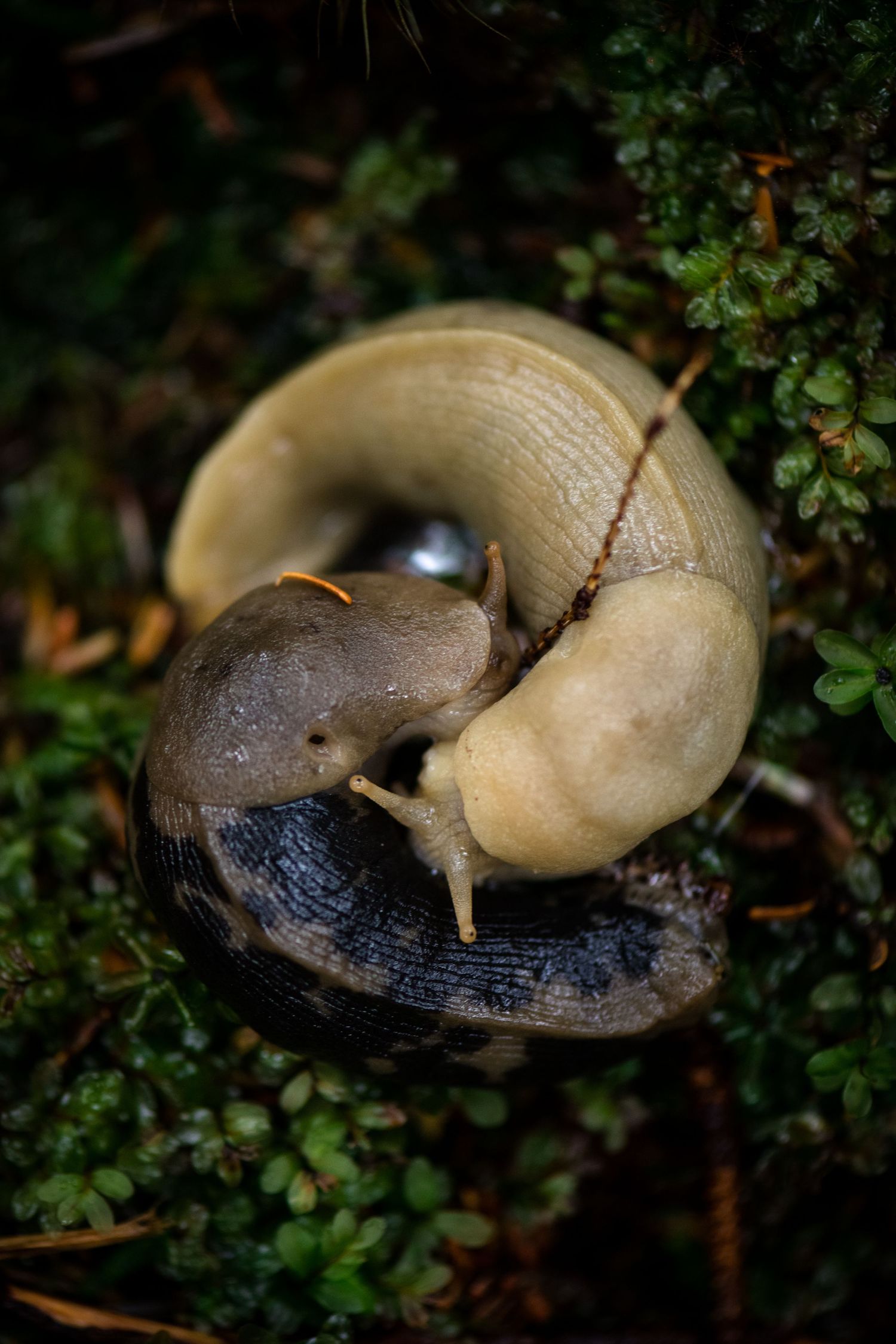 Close-up sequence of snails interacting on mossy forest ground.