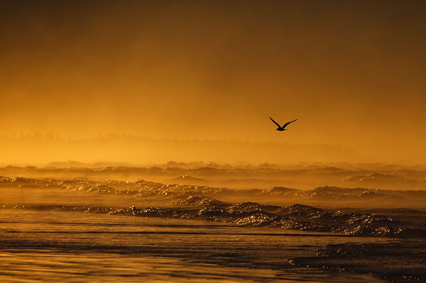 Golden sunset panorama over coastline with bird silhouette in distance.
