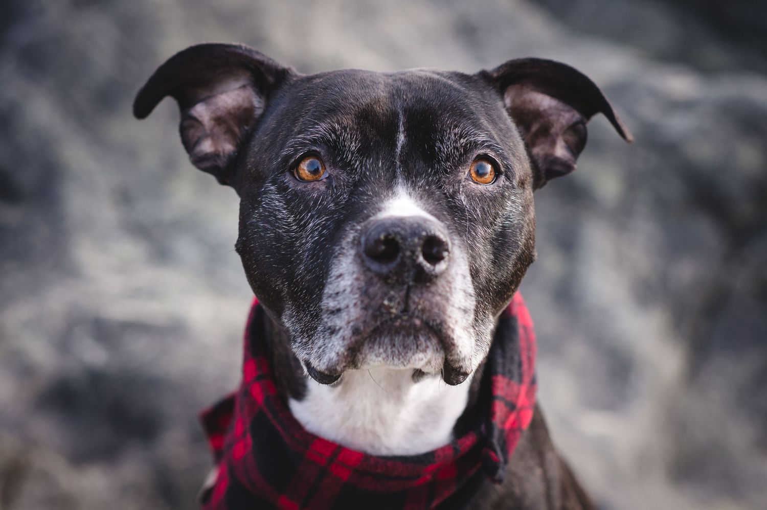 Close-up portrait of a black and white dog wearing a red collar.
