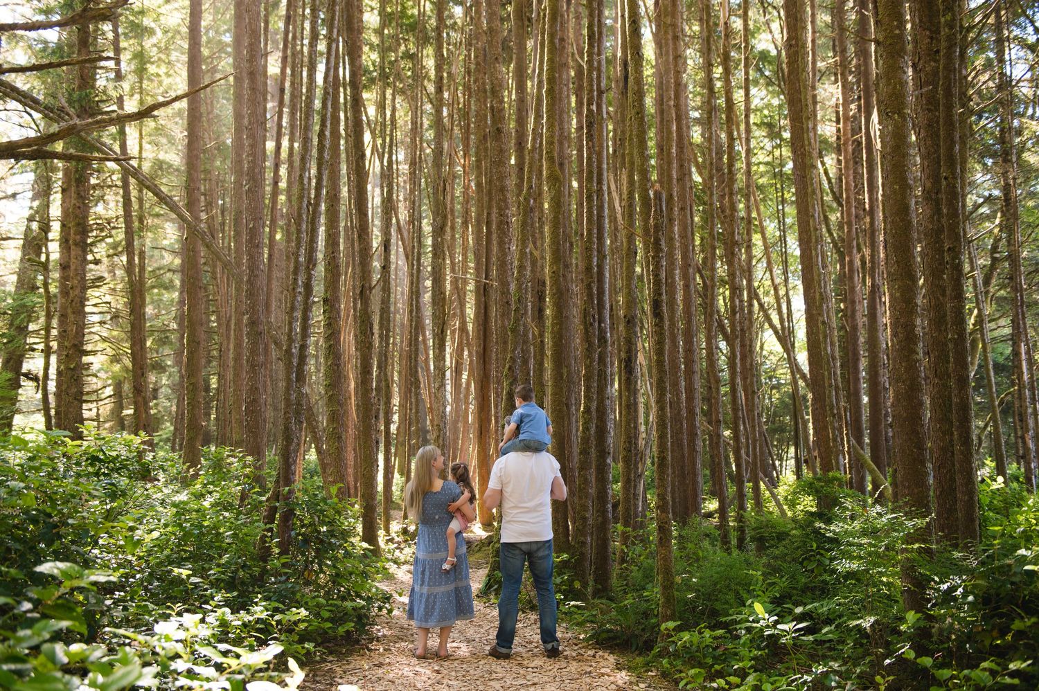 Sunlit forest path through tall evergreen trees with people walking in the distance.