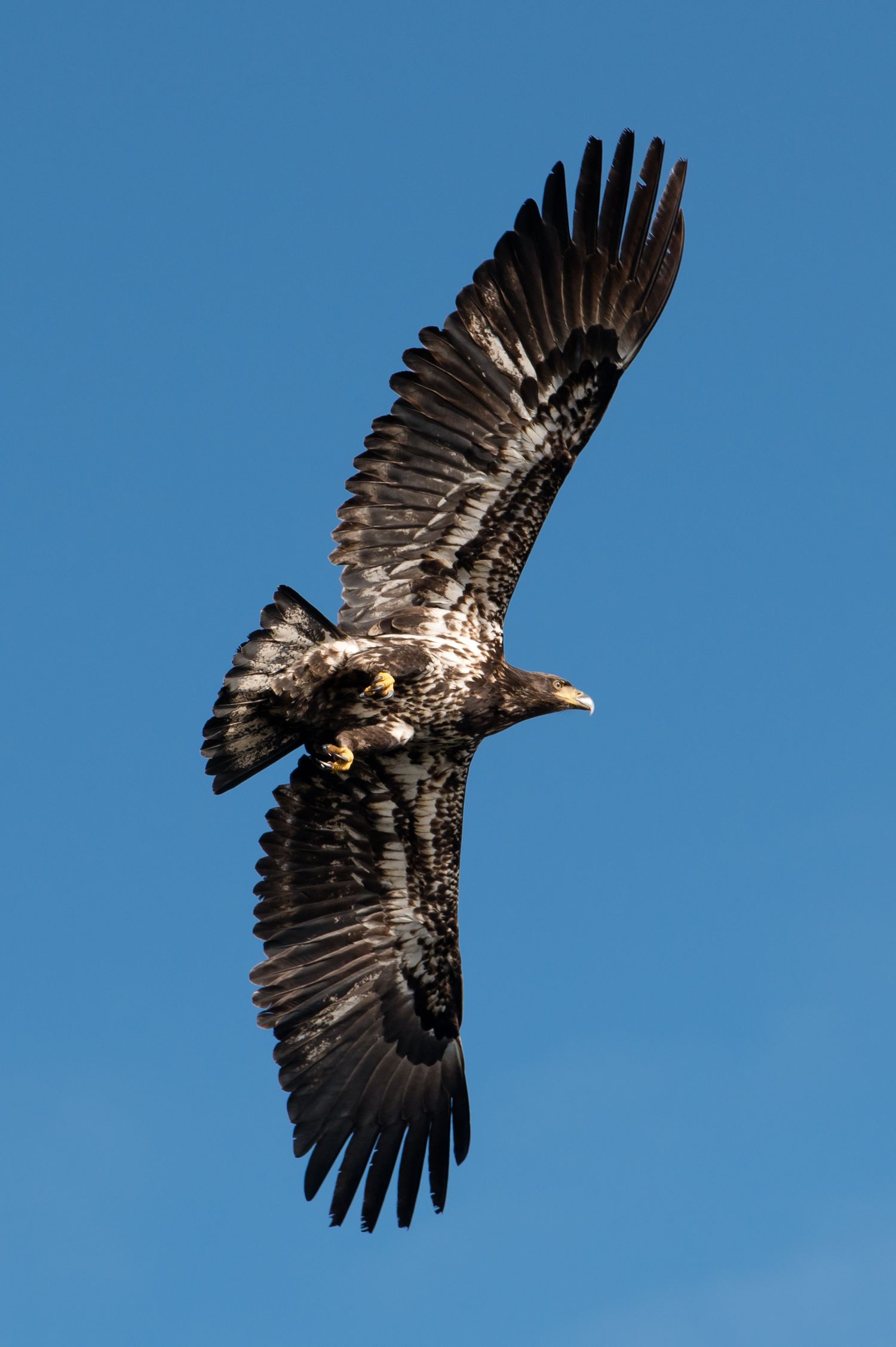 Sequence of an eagle soaring against a bright blue sky with wings spread wide.