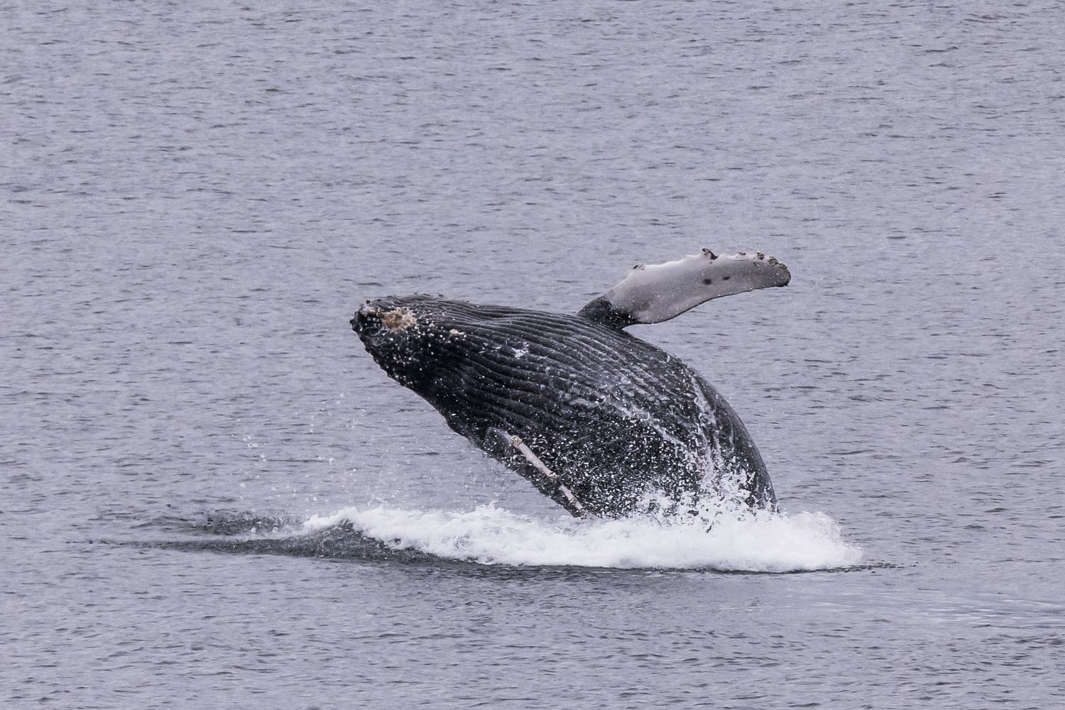 Humpback whale breaching sequence showing tail and body emerging from gray waters.