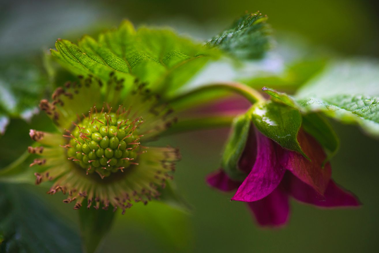 Pink and green strawberry flower blossoms in macro detail.