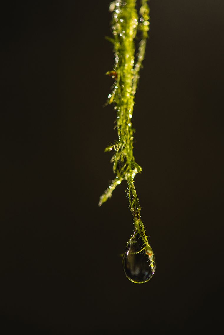 Close-up of moss with water droplet hanging from delicate green tendrils.