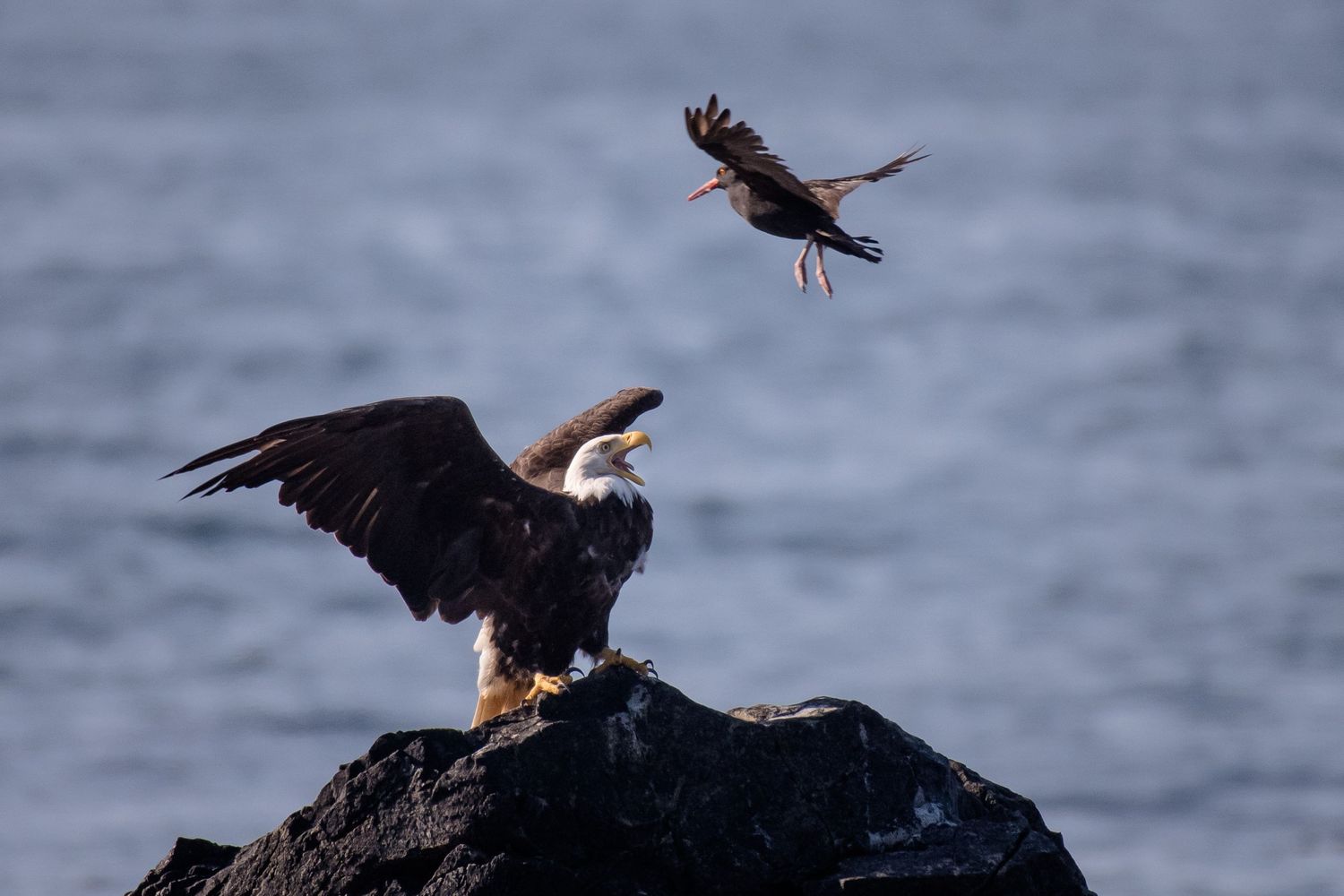 Bald eagle landing on a rocky perch near the ocean.