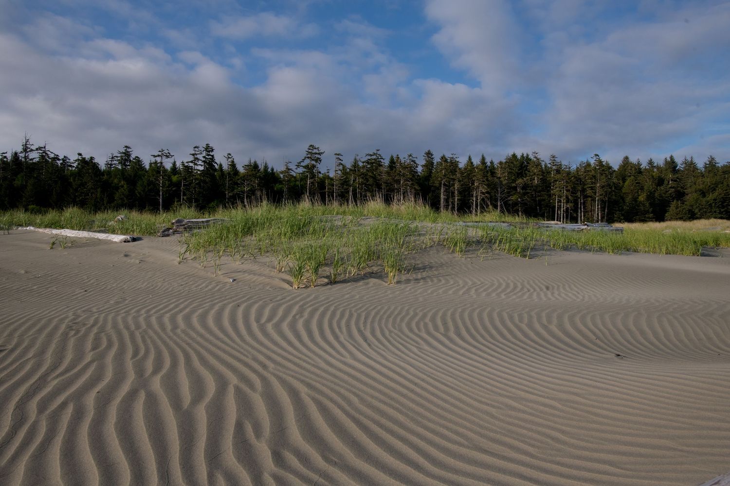 Rippling sand dunes with wavy patterns stretch toward evergreen forest under blue cloudy sky.