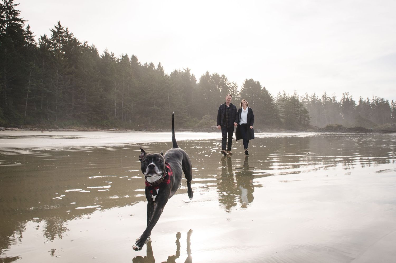 People and dogs strolling on a foggy beach with reflections in the wet sand.