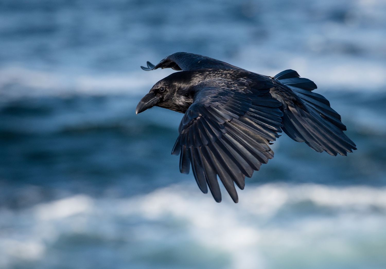 Sequence of crow or raven flying over blue ocean waves.