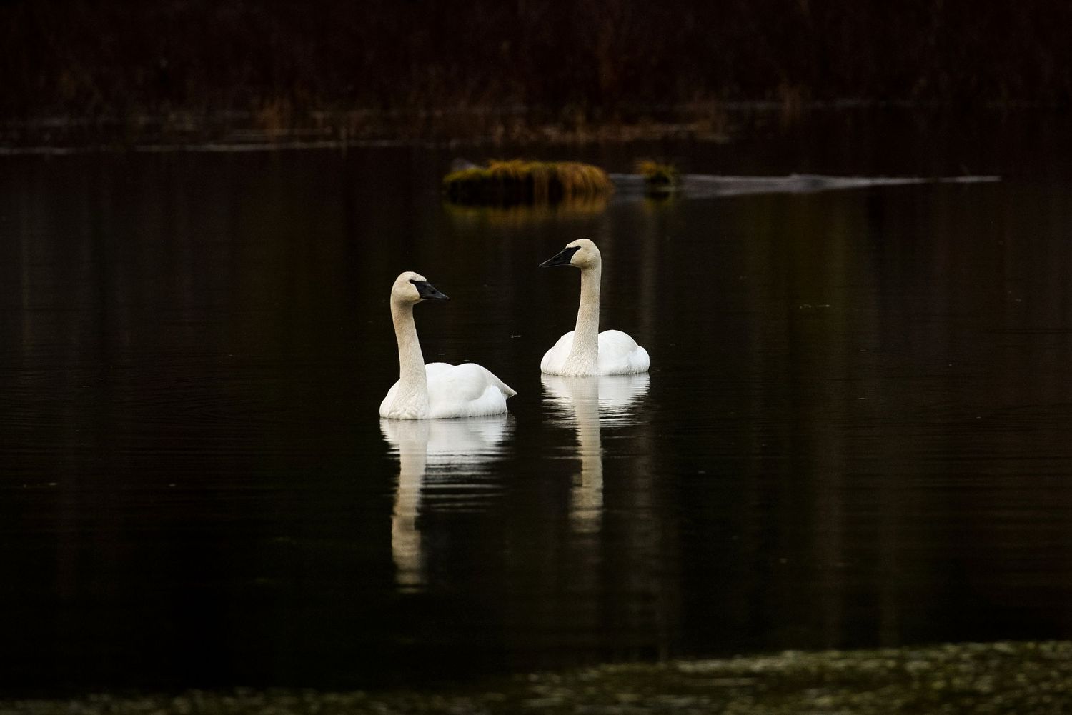 White swans gliding peacefully across a dark, still lake at dusk.