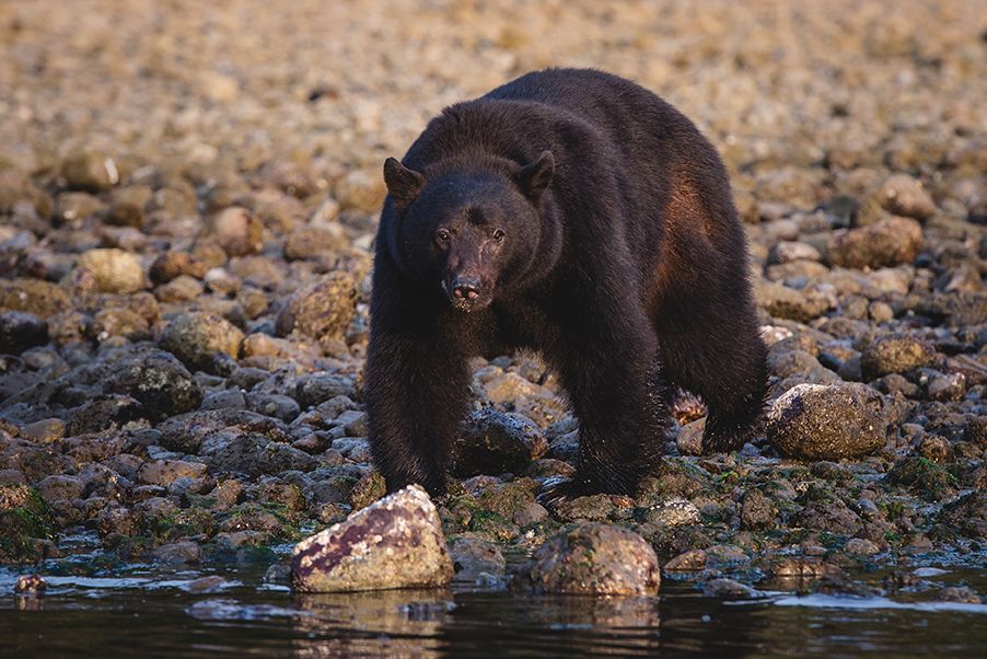 Black bear foraging along a rocky shoreline at the water's edge.