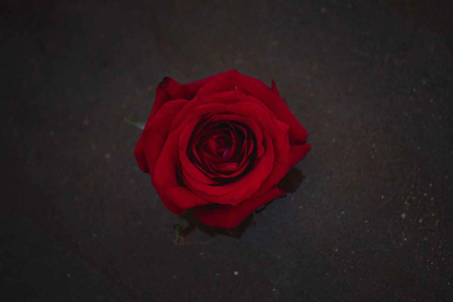 Red rose petals arranged dramatically against black background.