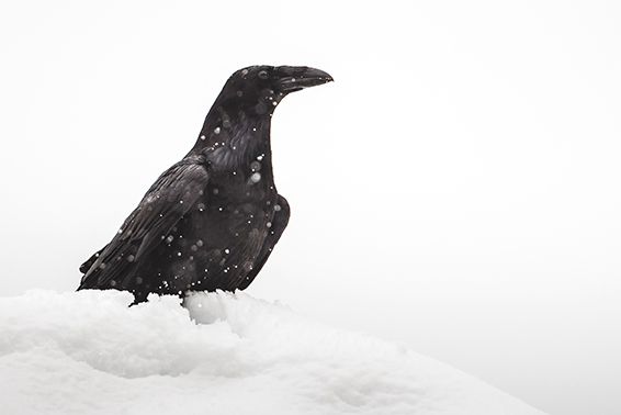 Black raven perched in snow against white background in minimalist composition.