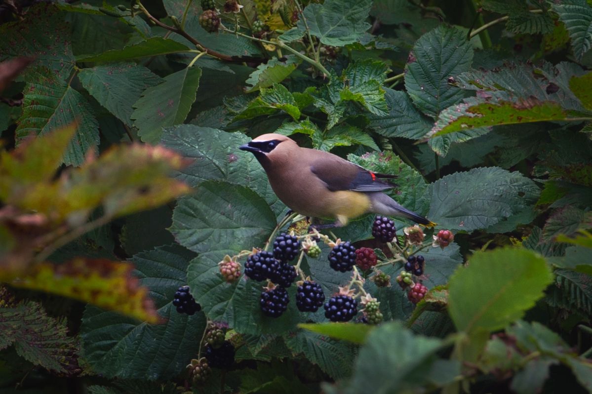 Wild blackberry bush with ripe and unripe berries among green leaves.
