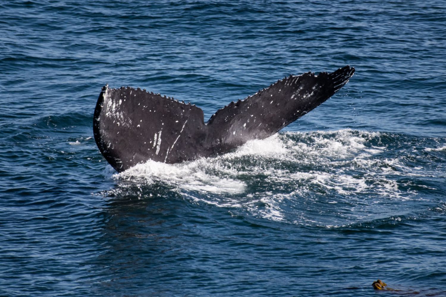 Humpback whale tail flukes break the ocean surface in a dramatic sequence of diving movements.