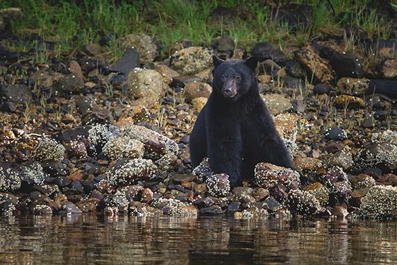 Black bears foraging along rocky shoreline at sunset.