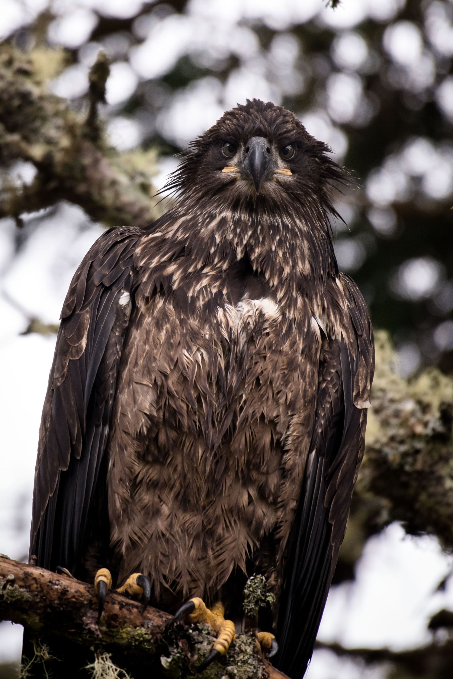 Young eagle perched on branch with ruffled feathers against blurred background.