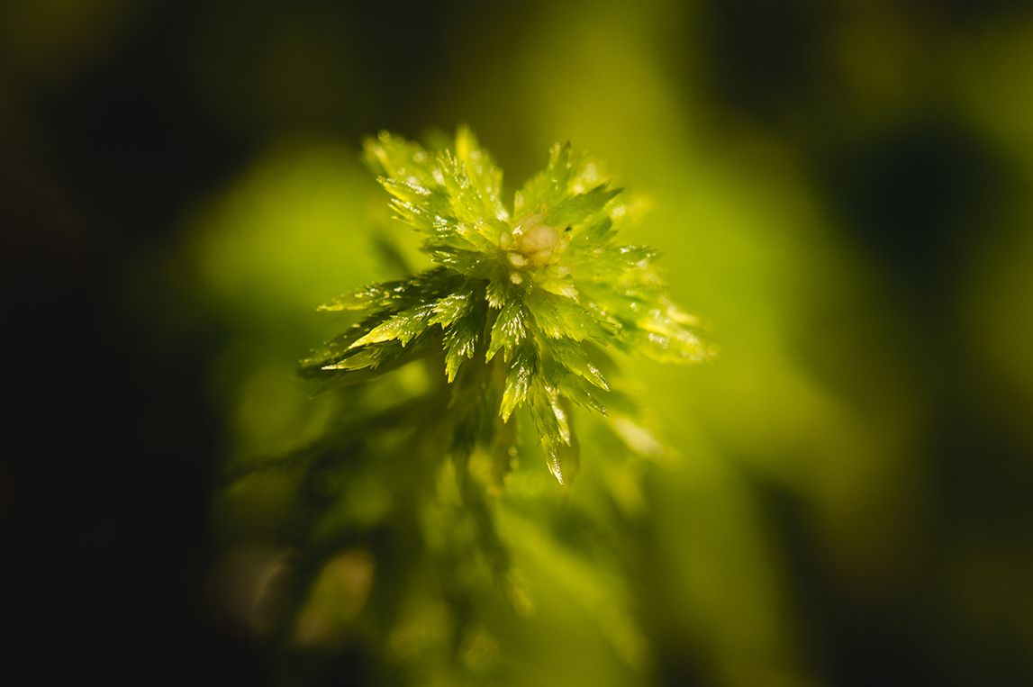Close-up macro shot of green plant leaves with soft bokeh background.