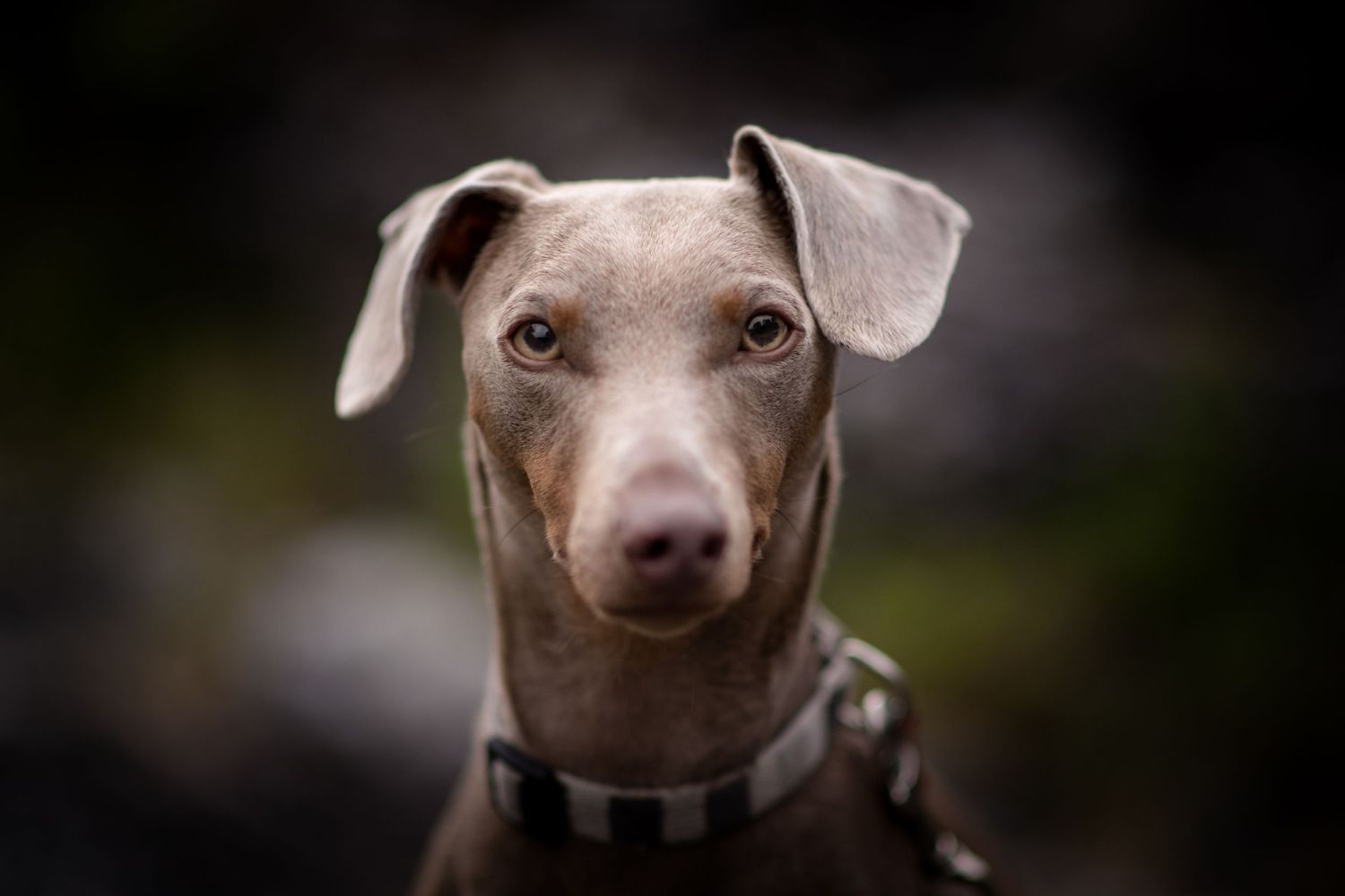 A close-up portrait of a Weimaraner dog with alert ears and soulful eyes.