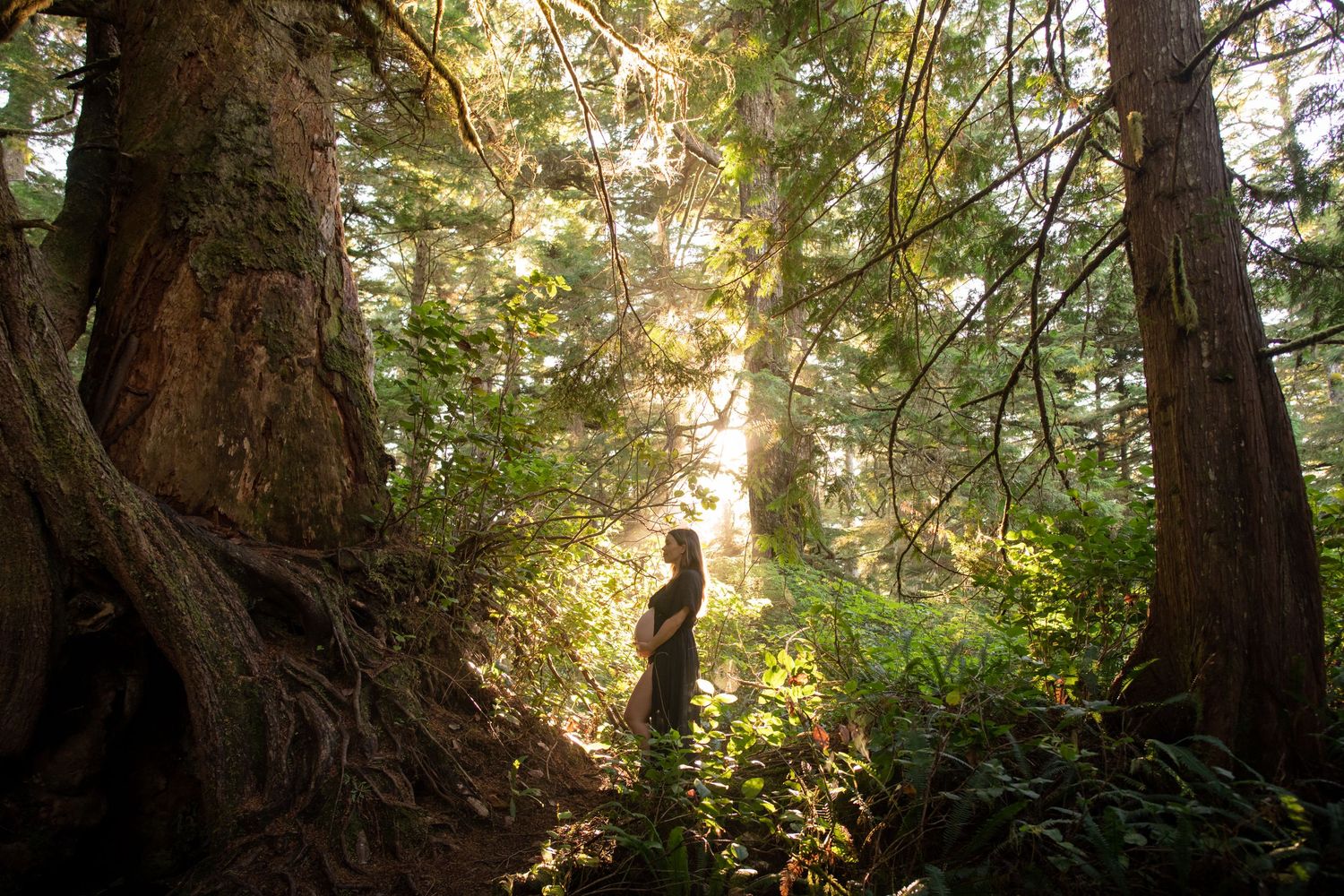 Majestic old-growth forest with massive tree trunks and filtered sunlight.