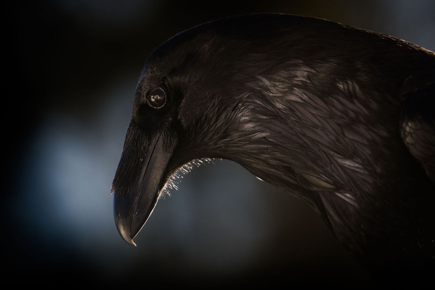 Dark silhouettes of an eagle's head in dramatic lighting.