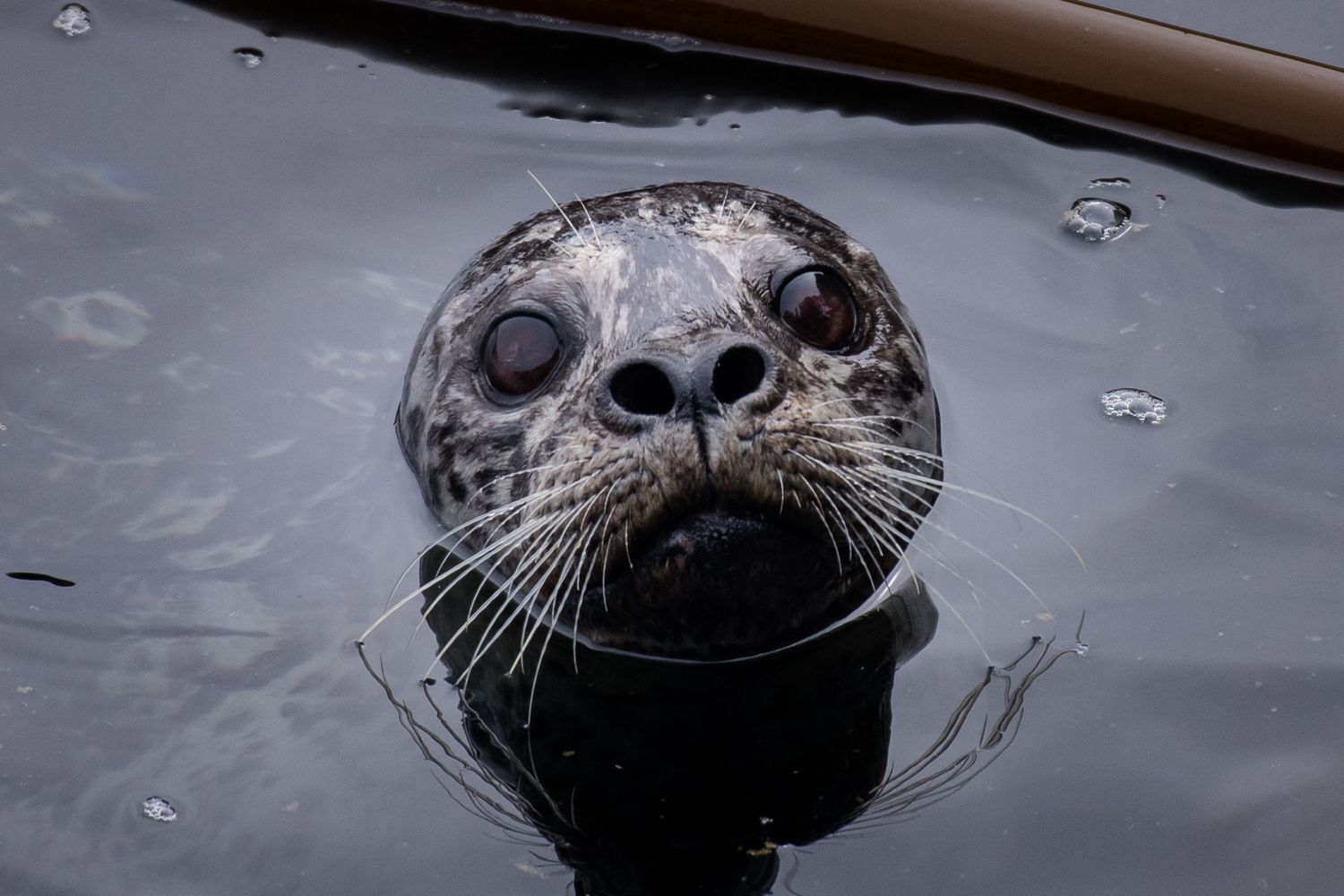 Close-up sequence of a seal's face emerging from dark waters with curious eyes.
