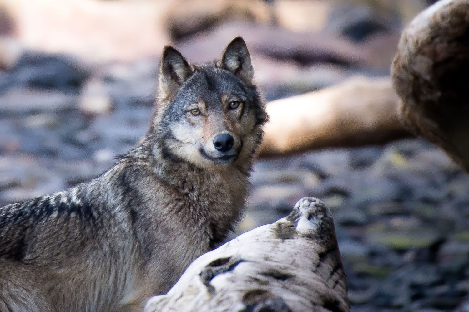 A pack of gray wolves resting and observing in their natural forest habitat during daytime.