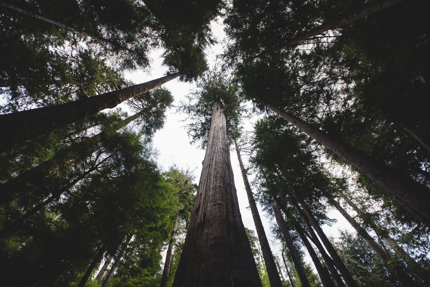 Towering evergreen trees reach towards the sky in a dense forest canopy.