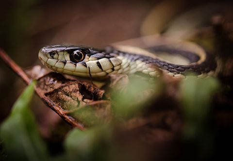 Close-up macro shot of a garter snake's eye and scales in natural habitat.