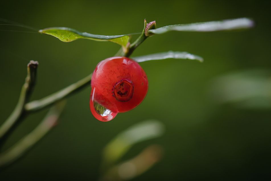 Red rose with water droplets in macro photography against dark green background.