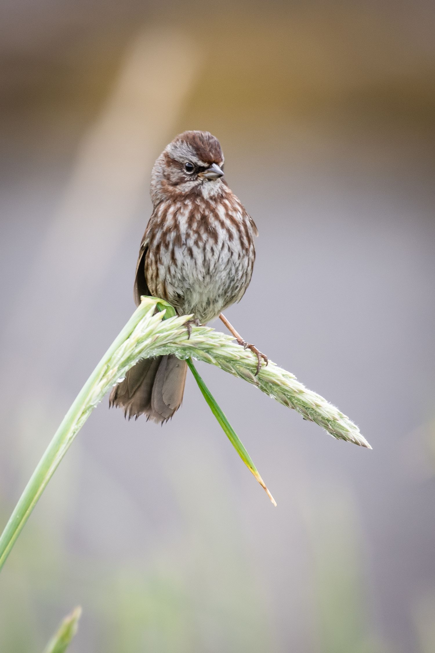 A small song sparrow perched on a bent grass stem with brown striped feathers against a blurred background.