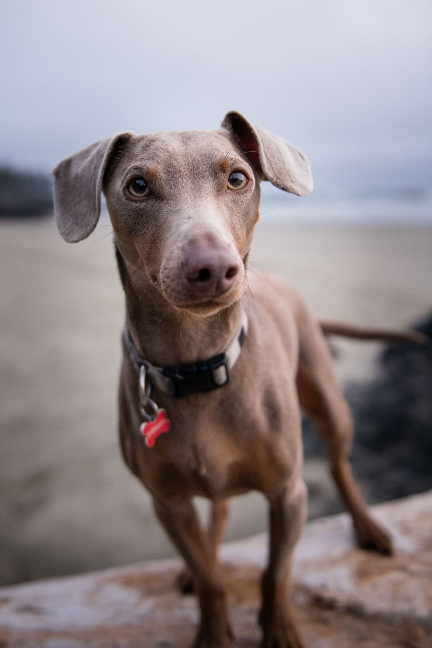 Close-up portrait of a brown Chihuahua dog with expressive eyes on a rocky beach.