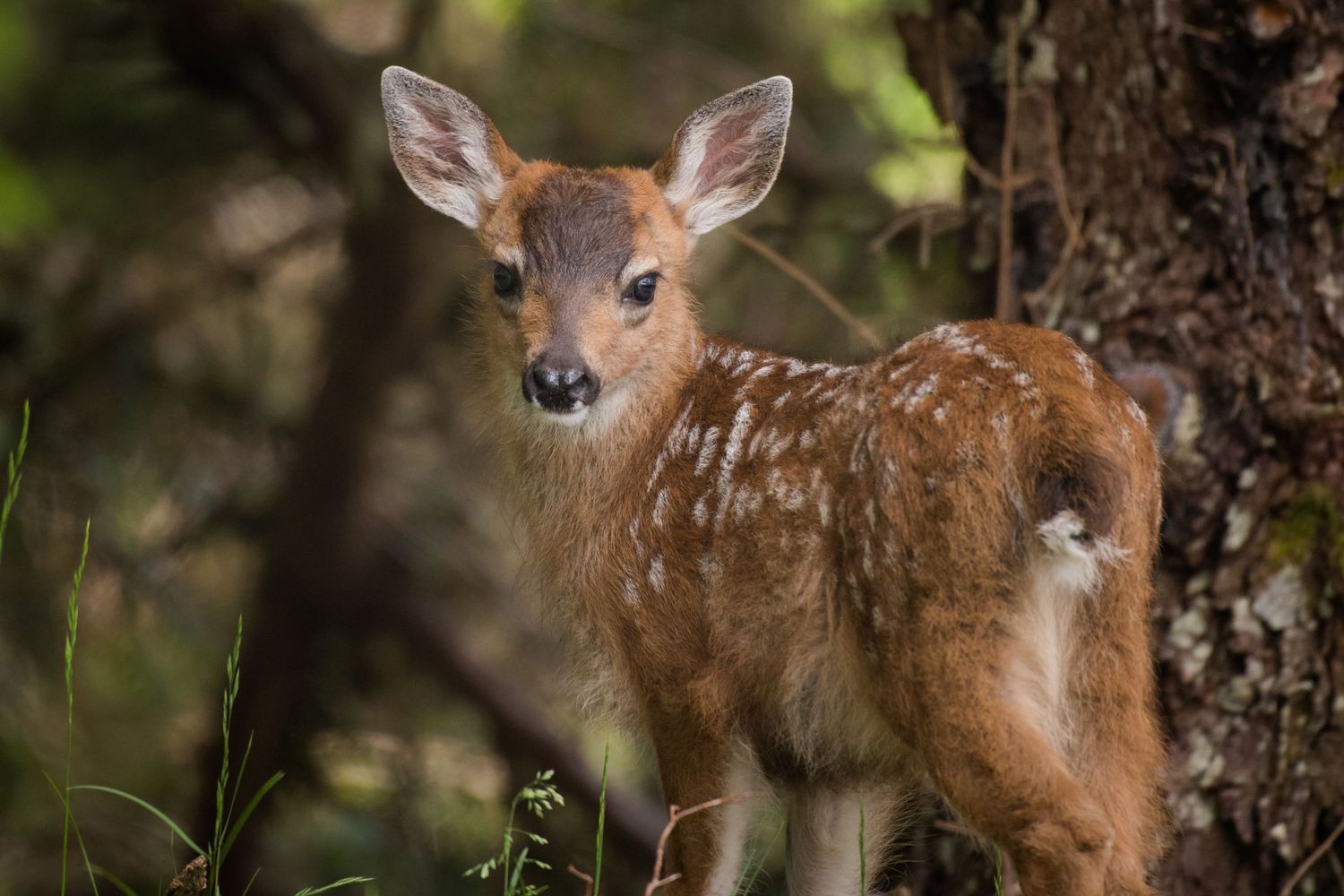 Young deer with spotted fur peering through forest foliage.