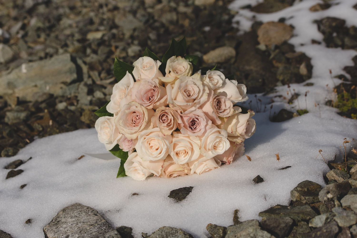 Delicate peach roses arranged on snowy mountain rocks.