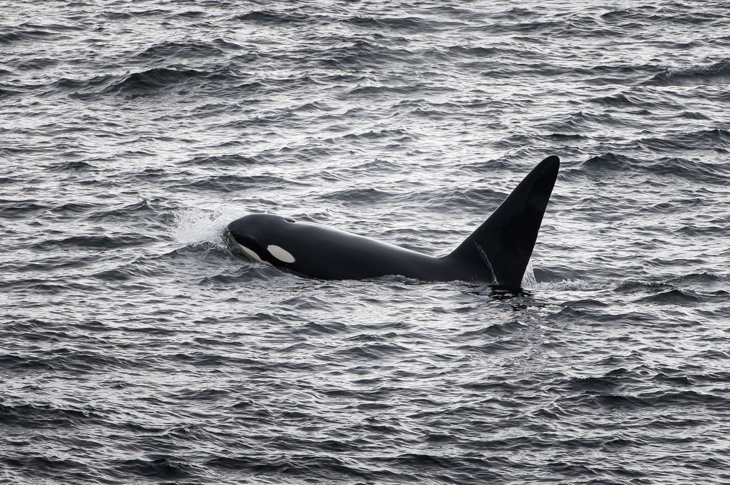 Multiple orcas swimming and breaching in dark ocean waters.