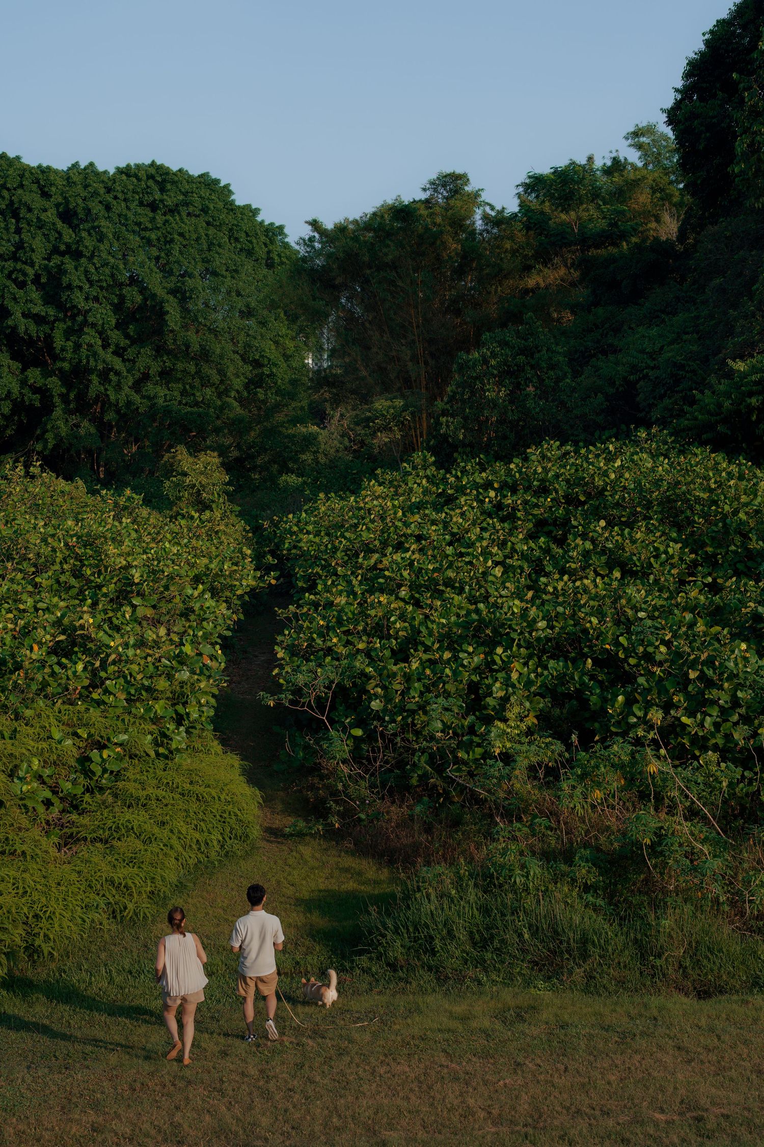 Two people and a dog walking along a lush green garden path surrounded by trees at golden hour.