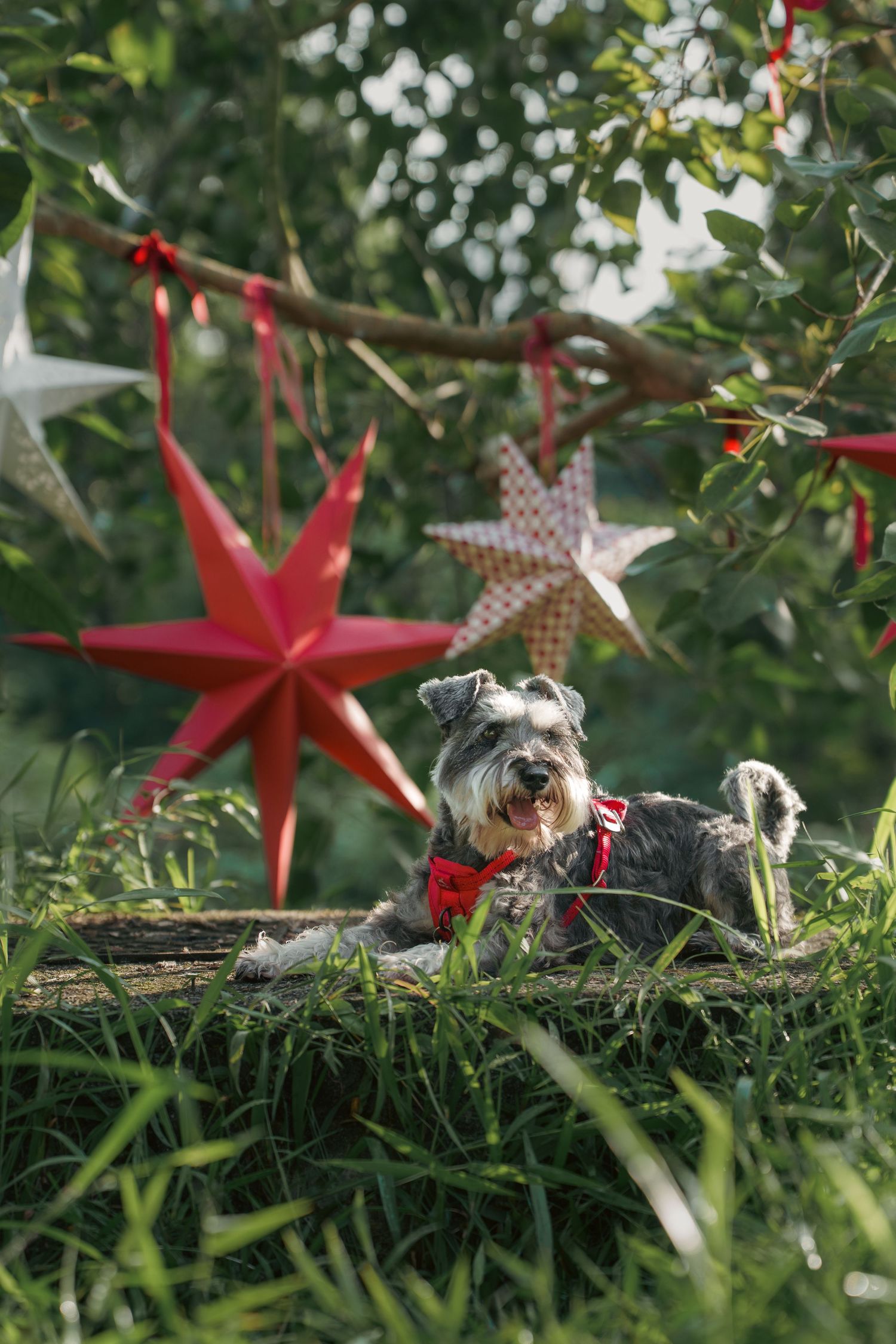 Small dog sitting in grass with red and silver star decorations hanging from tree branches above.