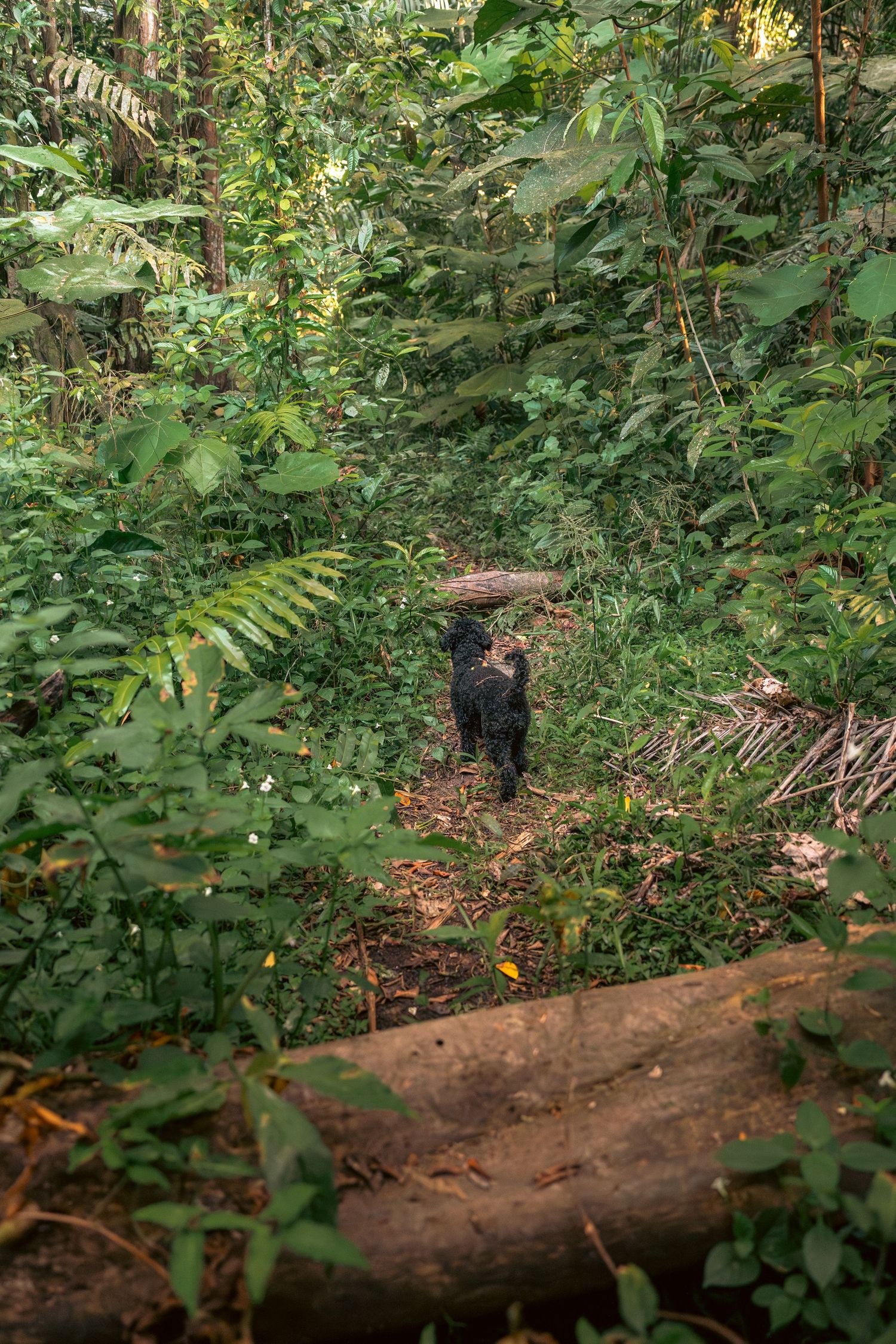 Small black toy poodle walks along fallen log in lush green forest undergrowth at Bukit Brown Singapore