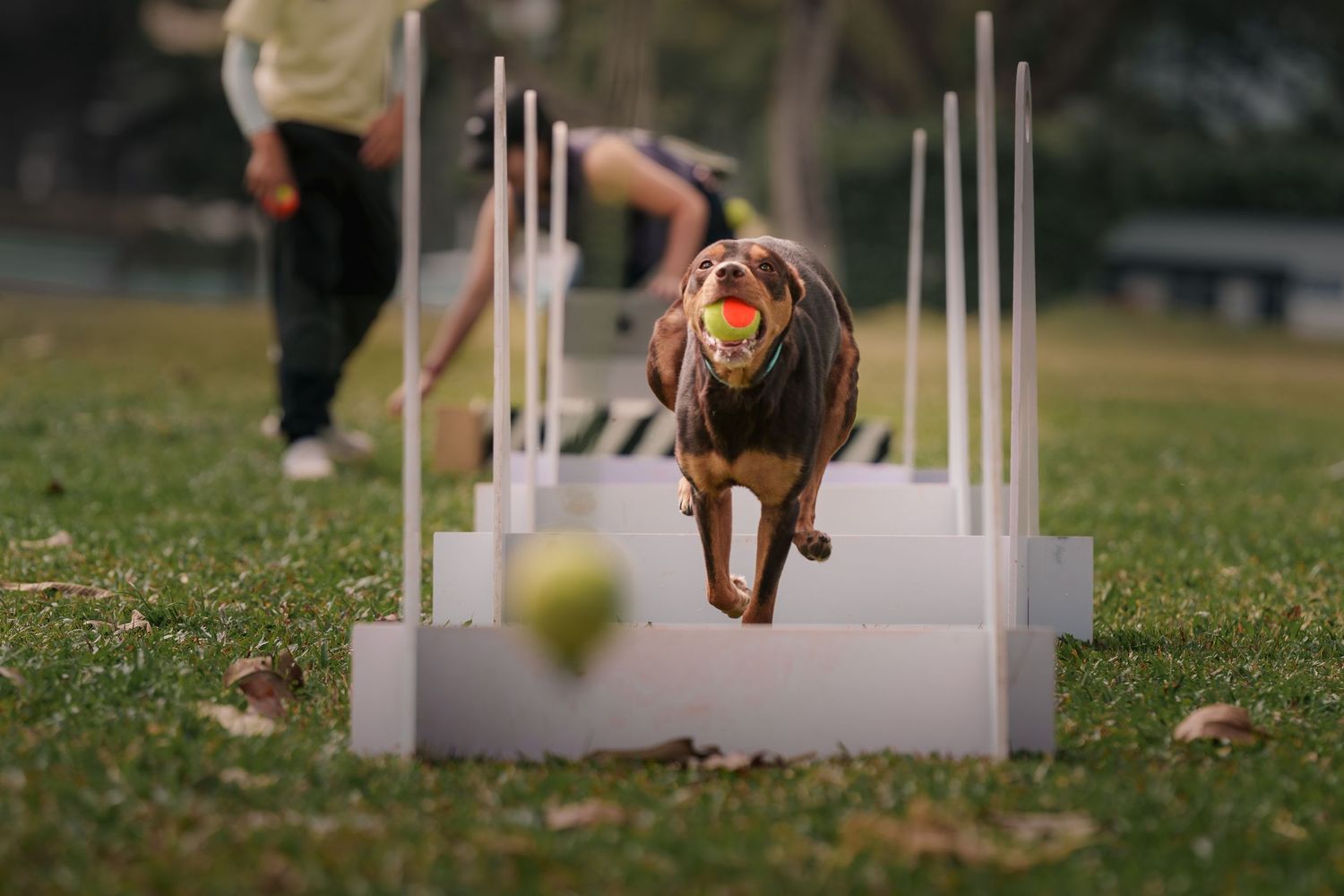 A dog weaving through white agility poles on a grassy training course during a fly ball class