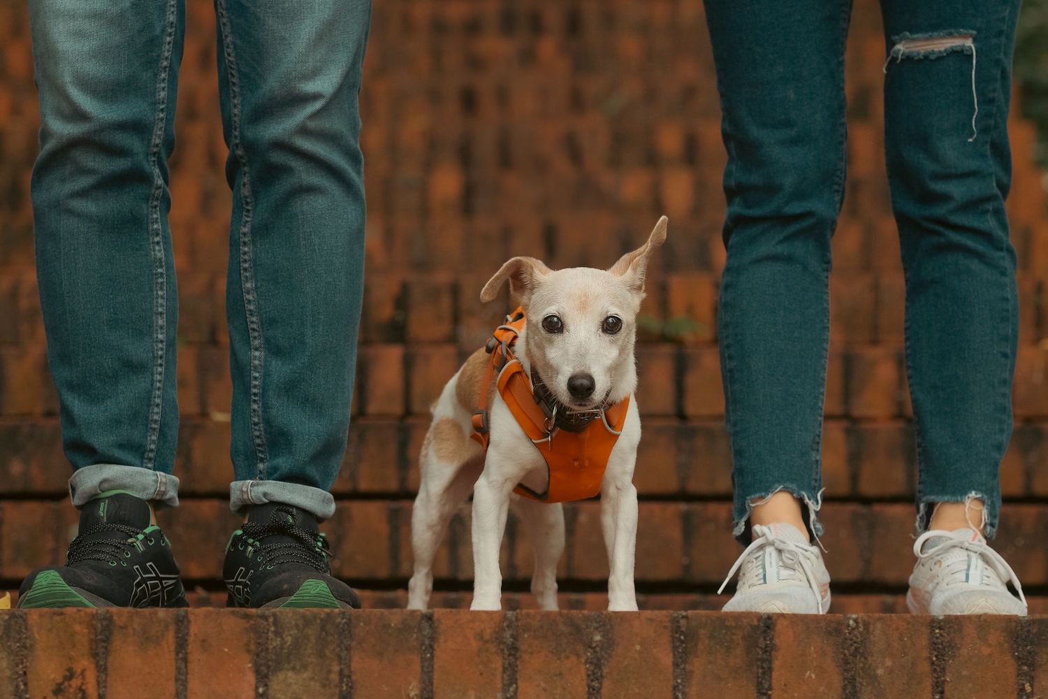 Row of people's legs and feet standing against a brick wall with a white dog.