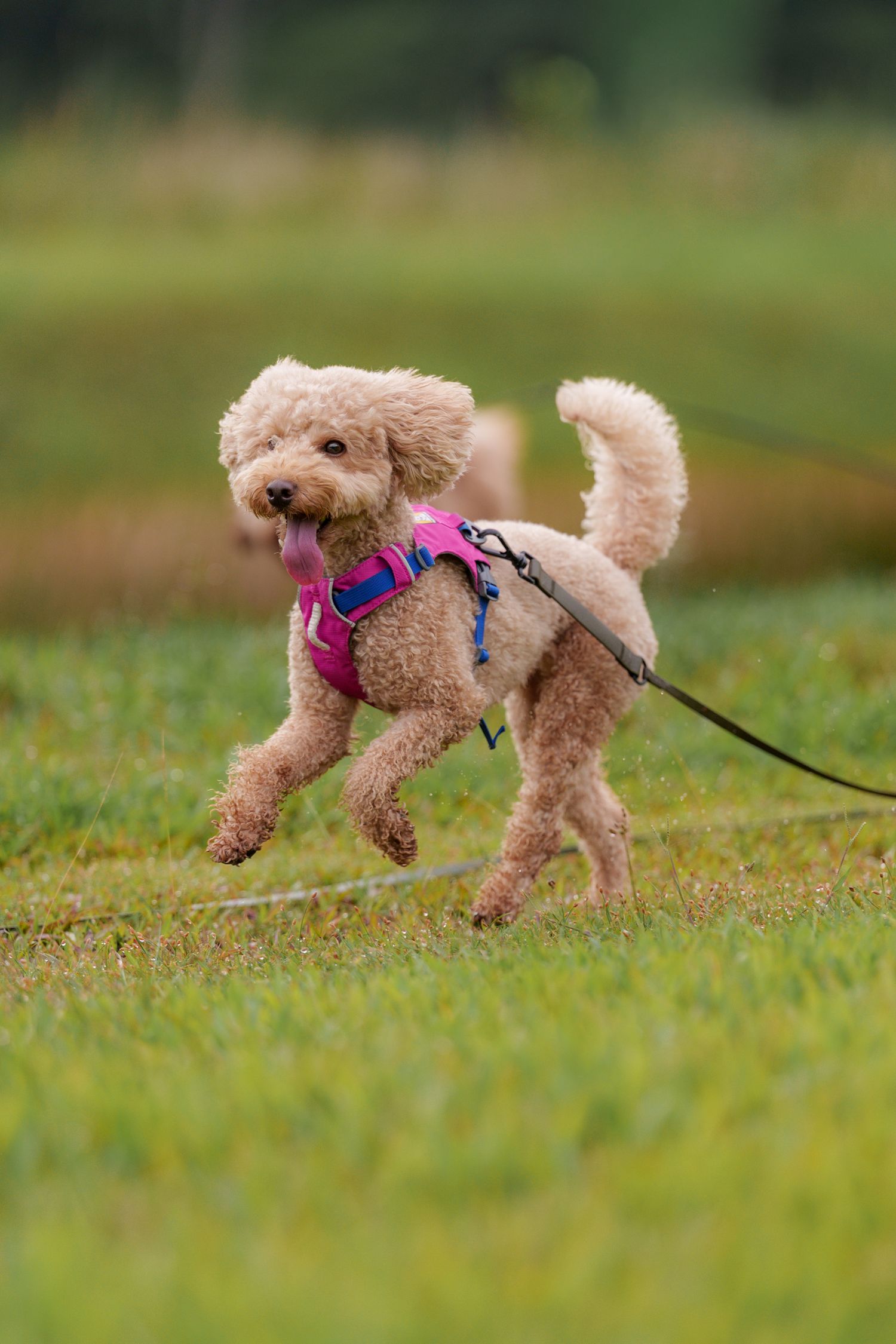 An energetic goldendoodle wearing a pink harness runs playfully through grass.
