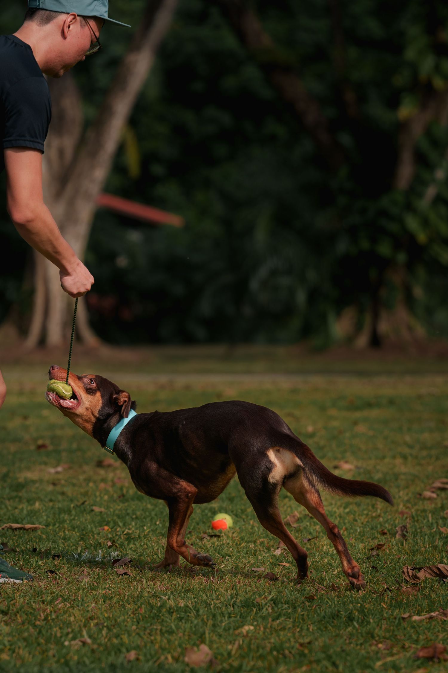 A brown dog with a blue collar plays tug-of-war with their owner in a grassy park at sunset