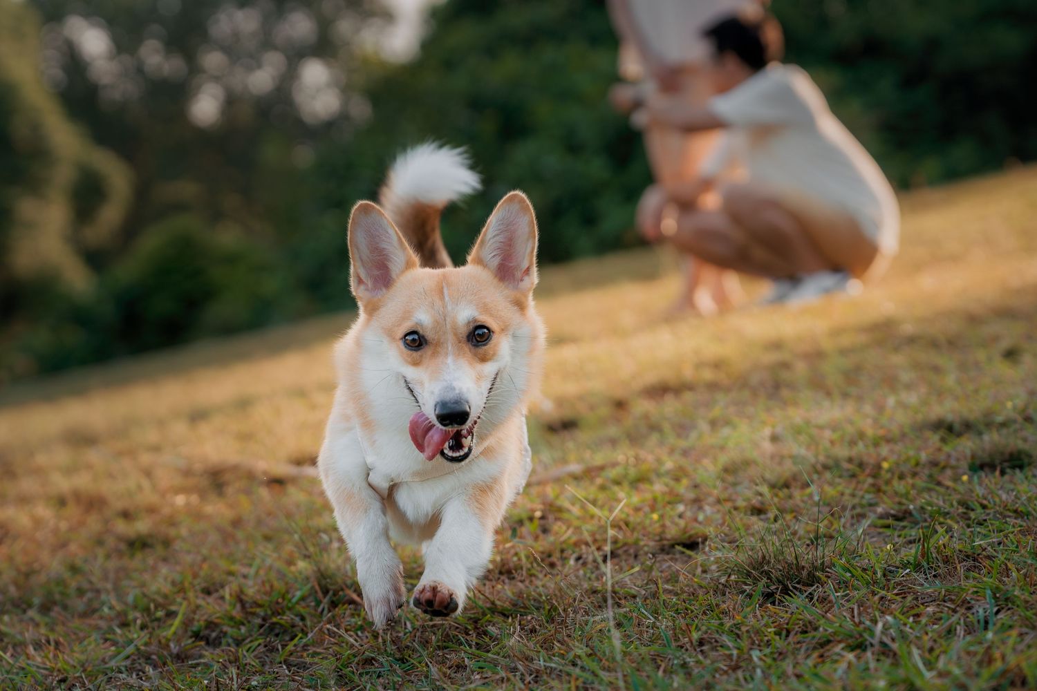 A happy Corgi dog running on green grass in a park with a person crouching in the background.